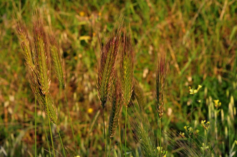 Dasypyrum villosum + Hordeum sp., Poaceae